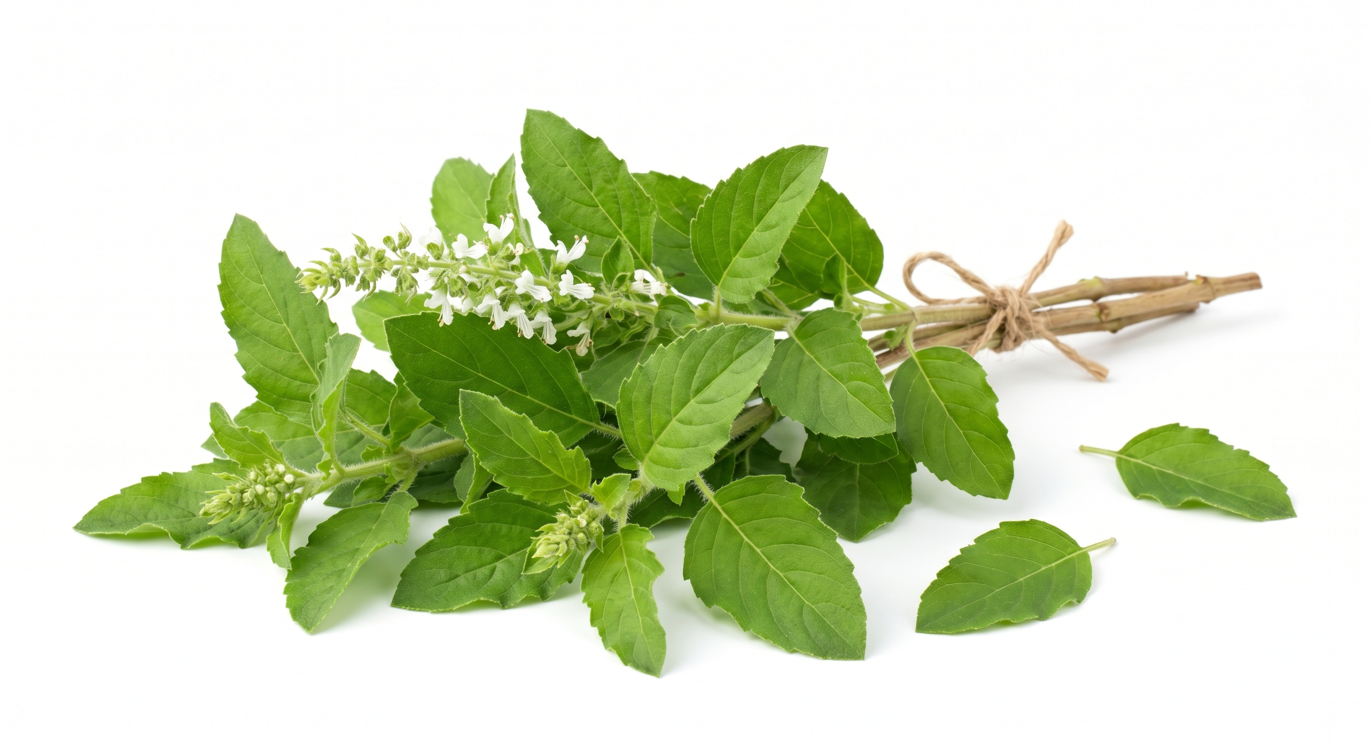 BANTULSI